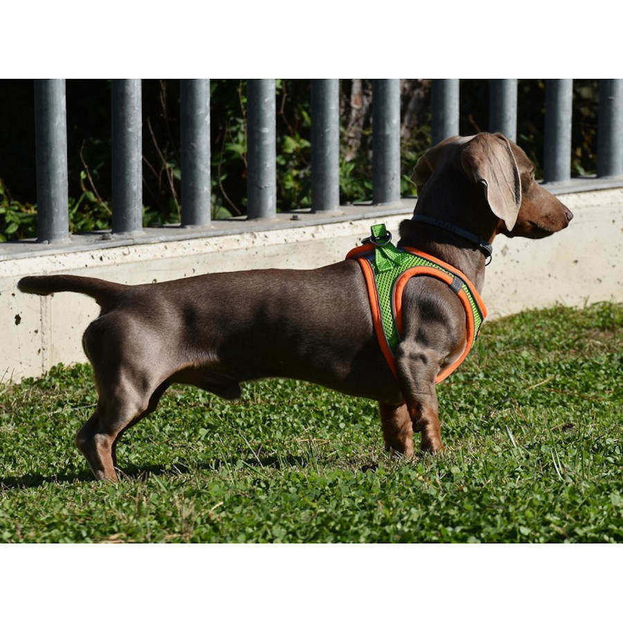 Nayeco X-TRM Neo Verde arn&eacute;s para perros, , large indicador imagen numero 3